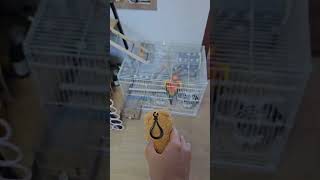 해니에게 친구를 만들어주었어요 #parrot #앵무새 #코뉴어 #썬코뉴어