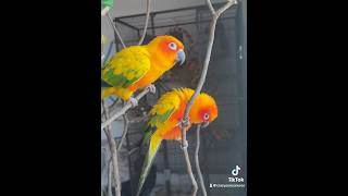 #sunconures #subscribe  #parrots  #fyp  #newhere