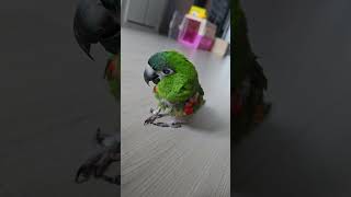 앵무새. 한스마카우. 13살. 2013년 출생. 이름:…