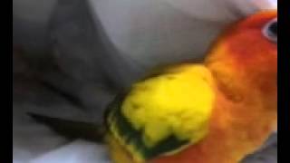 Funny CHOLONG) Boring sun conure(심심한 썬코뉴어 초롱이)