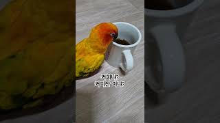 써니가 궁금한게 뭘까요?  #썬코뉴어 #parrot #앵무새 #커피 #coffee #커피잔 #coffee  cup #궁금한게 #curious #써니