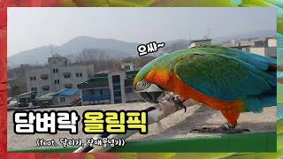 [할리퀸마카우 마르코] 아빠 마음대로 담벼락 올림픽 (…