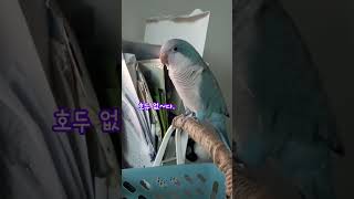 호두 없다~ 까꿍♡#퀘이커앵무새 #parrot #반려조…