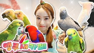 부산에는 말하는 새가 사는 카페가 있다!? 앵무새 카페…