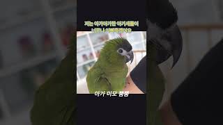 [3개월된 한스마카우] 아가아가한 아기 미모 뿜뿜 #아기새 #아기앵무새 #앵무새키우기 #앵무새입양 #앵무새동영상