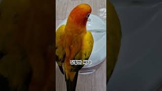 써니야 올라간 방법대로 내려 와! #썬코뉴어 #parrot #앵무새 #당황한 #embarrassed #방법 #way #내려 와! #get down! #써니