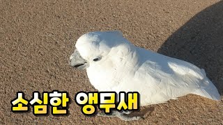(#앵집사) 소심한 앵무새