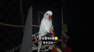 정월대보름 부럼~ 호두간식#parrot #앵무새#목도리…