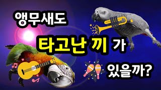 앵무새는 타고난 끼가 있을까? 귀여운 앵무새 재롱 보세…