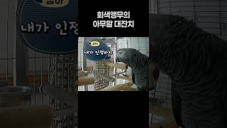회색앵무의 아무말 대잔치 ️ 말하는 앵무새