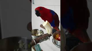 뉴기니아앵무새 암컷 나나 바나나 먹방♥️