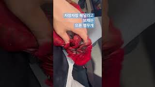 자장자장 보채는 앵무개 #홍금강앵무새 #parrot #birds