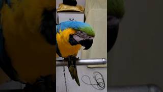 잣과 잣이 아닌것을 줬을때 개인기차이 #macaw #청금강앵무새 #청금강 #parrot #앵무새