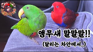 앵무새 말!말!말! (달리는 차안에서...) 식조락tv