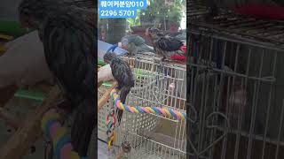 #앵무새 #루티노퀘이커 #앵무새분양 010 2296  5701