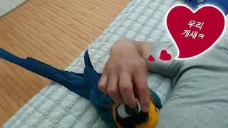 parrot  macaw 앵무새 청금강 써니 개새~ 폭발애교. 앞돌기 시전ㅋ