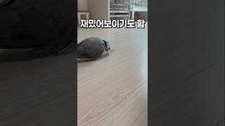 아침 일찍부터 취미생활중인 앵무새  회색앵무 잠바  #…