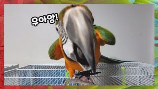 [할리퀸마카우 마르코] 개구쟁이 대형앵무새와 숨바꼭질하기