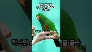 화조원의 신비로운 뉴기니아앵무 제주도 가볼만한곳
