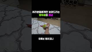 여러분들에게만 보여드리는 앵무새의 습성 #앵무새 #parrot #코뉴어 #반려동물