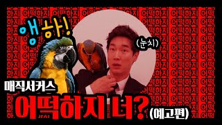 [문화!수목금토일] '매직서커스' 예고편!! 앵무새 '조이' 사고치다?
