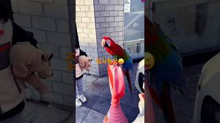#지나가다 보게된 앵무새#무지개색#예쁨