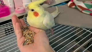 왕관앵무 핸드피딩 두번째 시도 번식조로 자란 앵무새와 친해지기..