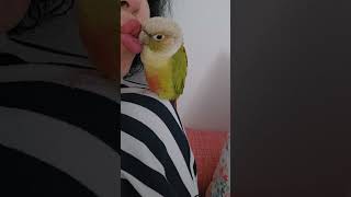 love you~~   #birds #parrot #c…