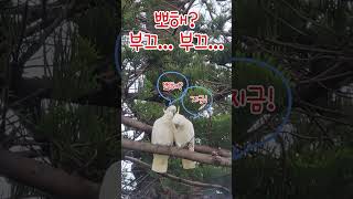 ❤️코카투 앵무새 - 뽀해? 부끄부끄...  #쇼츠  …