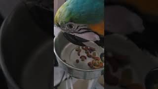 루카 저녁 먹는중 #shorts #청금강