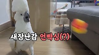 직접 언박싱하는 앵무새