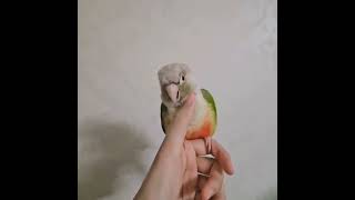 브람스 자장가 듣는 순이 #앵무새 #파인애플코뉴어 #자…