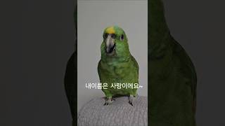 오빠는내꺼야 오빠바라기 사랑이 #아랑이 #아마존앵무새 …