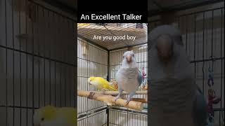 Quaker parrot talking #shorts