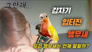 앵무새 말 가르치기, 진짜 가능한가요? (실제 경험담 …
