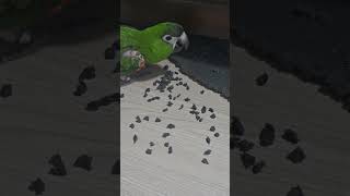 #앵무새 #한스마카우 @ 13세. 남자. 머리가 너무 …