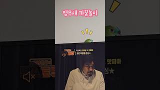 앵무새가 놀아주는 중 #앵무새 #까꿍 #귀여운 #시간순…