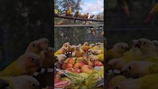 코뉴어앵무새는 납작복숭아를 좋아합니다 conureparrot like  peach #bird #peach #parrot