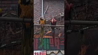 앵무새 강제샤워 #앵무새 #birds #홍금강 #노래하…