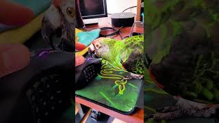 Balu wants to eat my mouse | B…