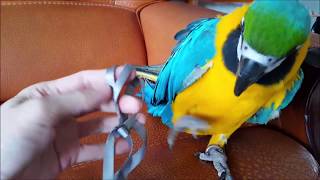 청금강 젤리씨 따뜻한 봄날 나들이용 하네스 구입하다..그러나 방콕 하게 생겼구만 ㅠㅠ