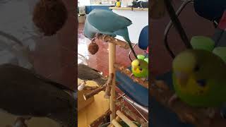 대구 앵무새카페