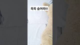 호앵이와가끔 숨바꼭질 불러도 숨어서 안나옴 #앵무새 #…