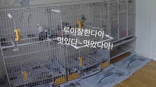 말하는회색앵무루이