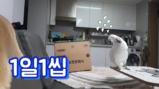 #1일1깡 아니고 1일1씹 하는 앵무새