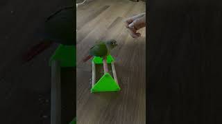 #birds #개인기 #코뉴어