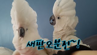 날개달린 비글 코카투 다섯마리가 모이면?대환장파티~!