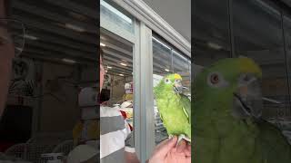 Amazon papağanı ALEX