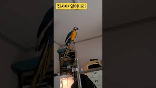 개 짖는 소리 좀 안나게해라!! #parrot #앵무새…