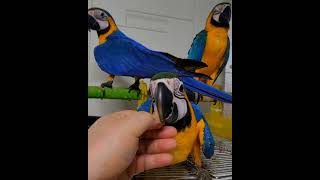 귀여운 청금강 2개월 아가들